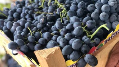 Erzincan'ın meşhur Cimin üzümünün hasadı sürüyor. Düşük şeker oranı bulunan