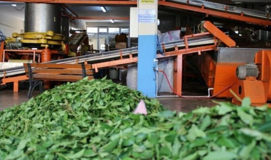 Dünyaca ünlü Lipton firması, Rize'deki iki tesisini sattı. Firma Sakarya'daki
